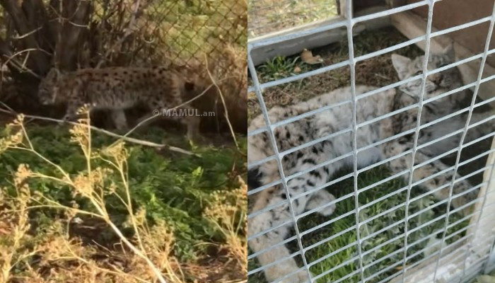  Բագրավանում լուսանի ձագ է հայտնաբերվել 