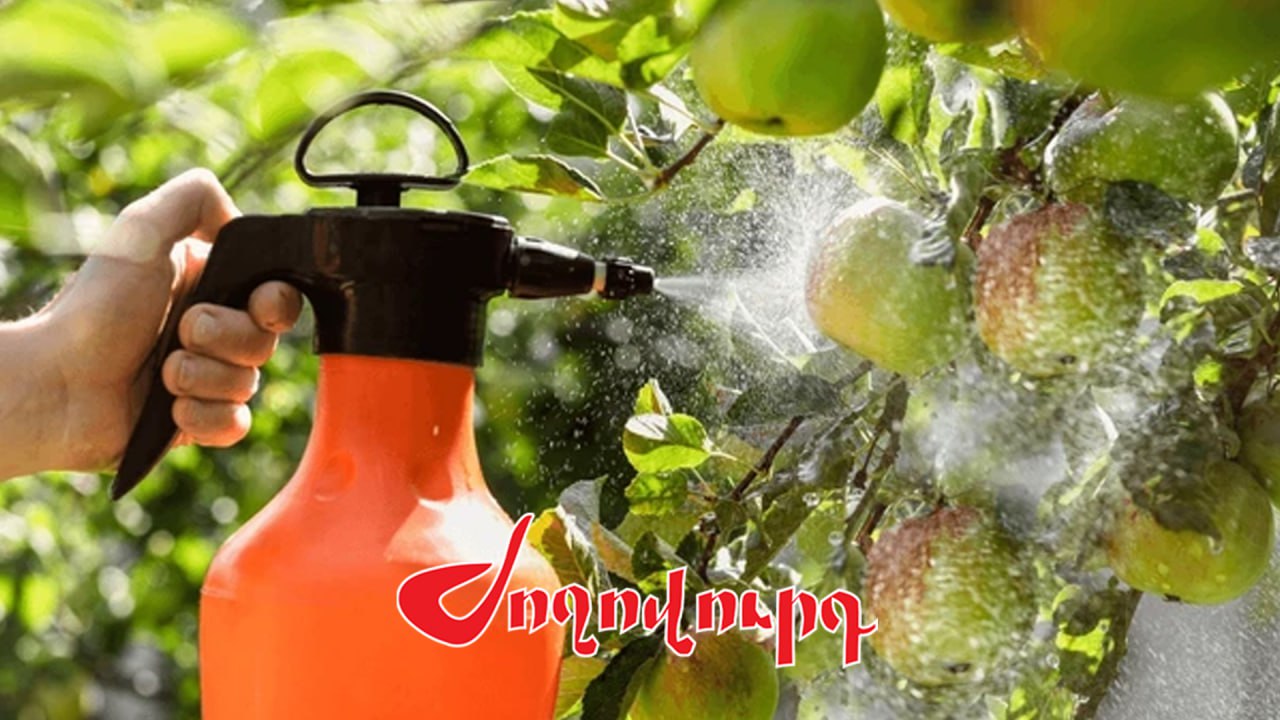 ՏԵՍԱՆՅՈՒԹ․ Չափավոր ու ճիշտ սնվել է պետք, խնձոր ստանալու համար 10 անգամ ներարկում ենք. ՍԱՏՄ ներկայացուցիչ
