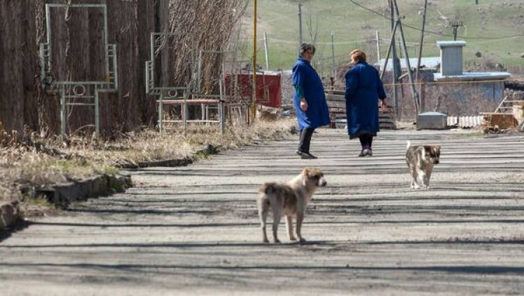 Գյումրիում կատաղած շունը պատառոտել է տարեց կնոջը